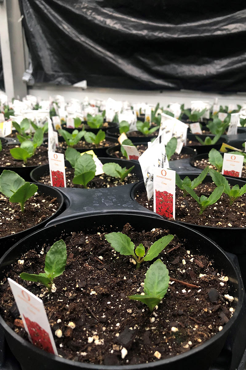 The DMACC Horticulture Club's crop of kalanchoe plants, shown here in an October 2023 photo taken by DMACC Horticulture student Danii Brady of Indianola, has flourished over the past few months, thanks to the skill, effort and dedication of students.